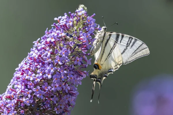 Iphiclides podalirius kelebek buddleia üzerinde