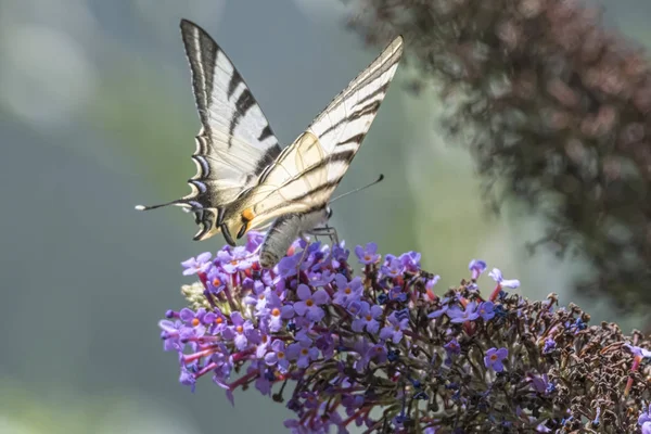 Iphiclides podalirius kelebek buddleia üzerinde