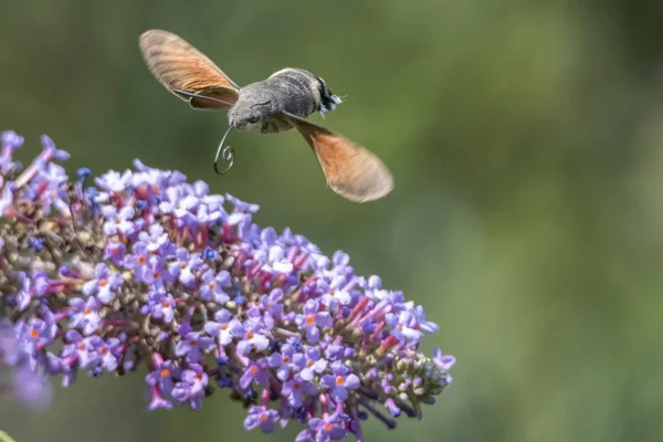 Galyum buddleja üzerinde Sfenks
