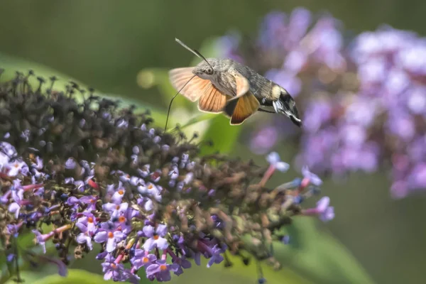 Galyum buddleja üzerinde Sfenks