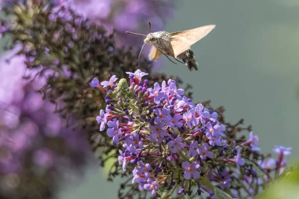 Sfinks Galu Buddleja — Zdjęcie stockowe