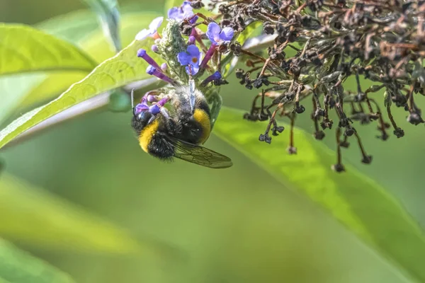 buddleia üzerinde bir arı