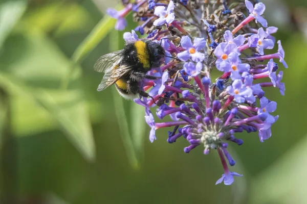 buddleia üzerinde bir arı