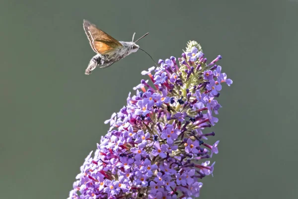 Galyum buddleja üzerinde Sfenks