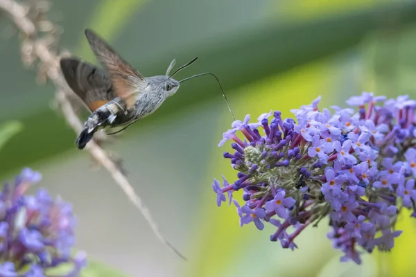 Galyum buddleja üzerinde Sfenks