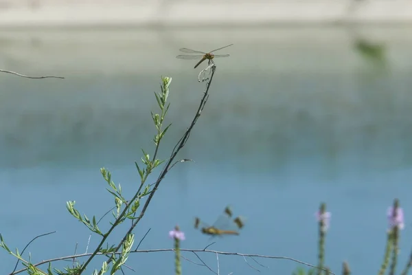 Libellula Che Vola Sul Lago — Foto Stock