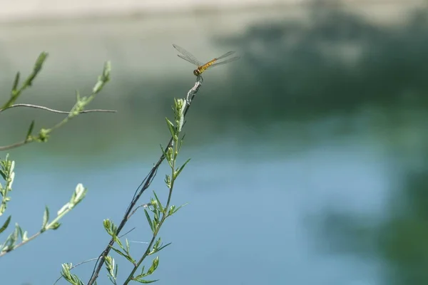 Libélula Voando Lago — Fotografia de Stock