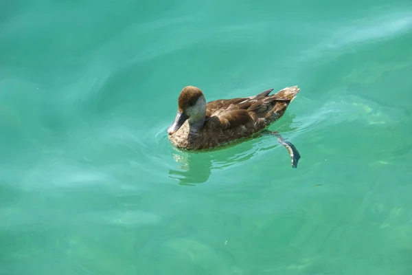 Pato Nadando Lago — Fotografia de Stock