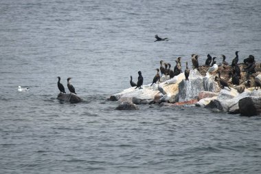 karabatak ve Nehri üzerinde kayalık adada martılar