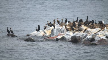 karabatak ve Nehri üzerinde kayalık adada martılar
