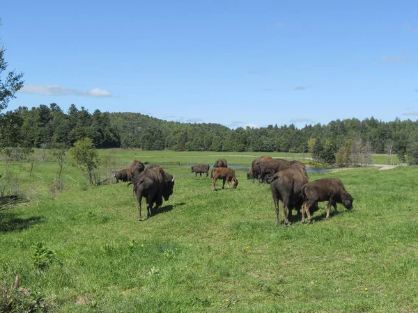 Bisons Mountain — Stock Photo, Image