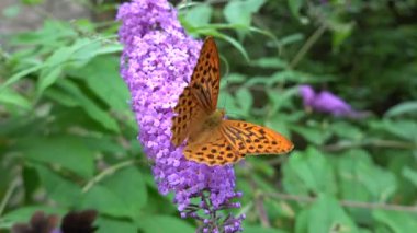 Argynnis Sibel kelebek buddleia üzerinde