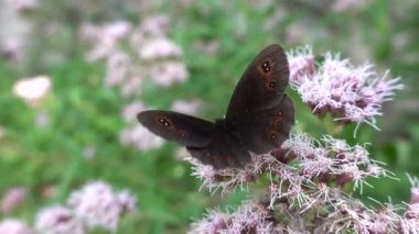Erebia aethiops kelebek çiçek