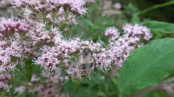 Abeille Sur Buddleia Davidii — Video