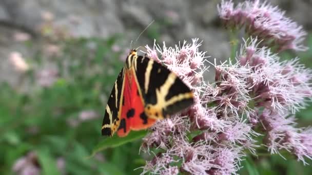 Mariposa Hiedra Euplagia Quadripunctaria Mariposa — Vídeos de Stock