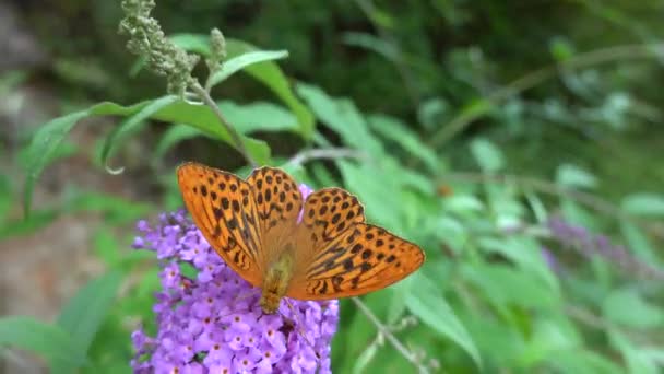 Argynnis Aglaia Butterfly Buddleia — Stock Video