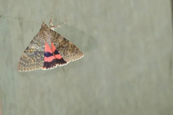 Moth Lepidoptera Noctuidae Trädgården — Stockfoto