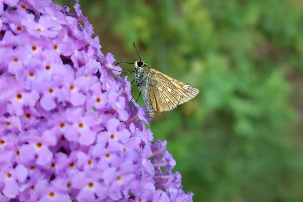 Метелик Квітках Бузку — стокове фото