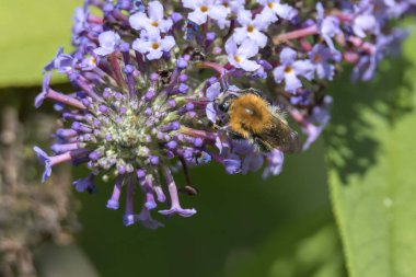 buddleia çiçek arıya