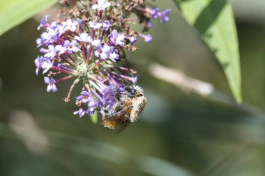 buddleia çiçek arıya