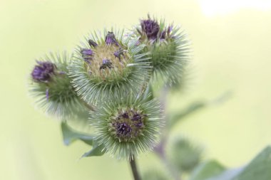 ormandaki mızrak thistle kır çiçeği