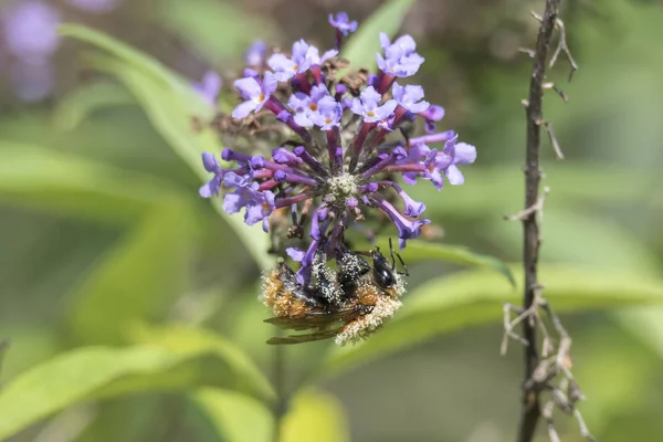 Bee Buddleia Bloom — Stock Photo, Image