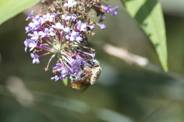 Bee Buddleia Bloom — Stock Photo, Image