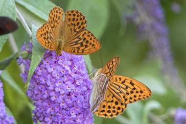 Argynnis Sibel kelebek buddleia üzerinde