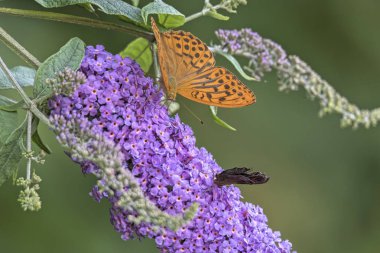 Argynnis Sibel kelebek buddleia üzerinde