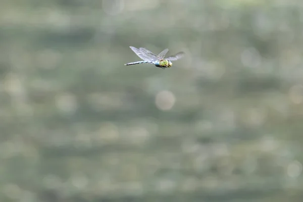 蜻蜓在湖上飞翔 — 图库照片