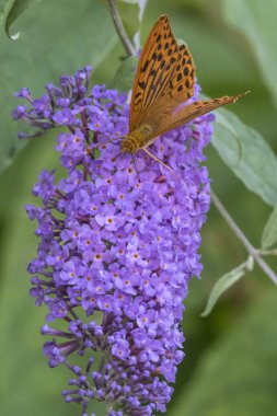 Argynnis Sibel kelebek buddleia üzerinde