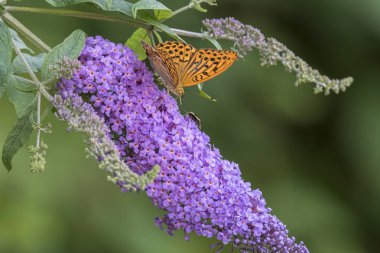 Argynnis Sibel kelebek buddleia üzerinde