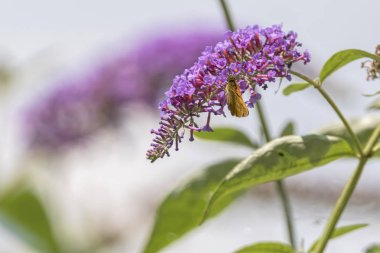 güve çiçek çiçeklenme