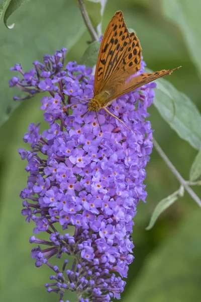 Argynnis Sibel kelebek buddleia üzerinde