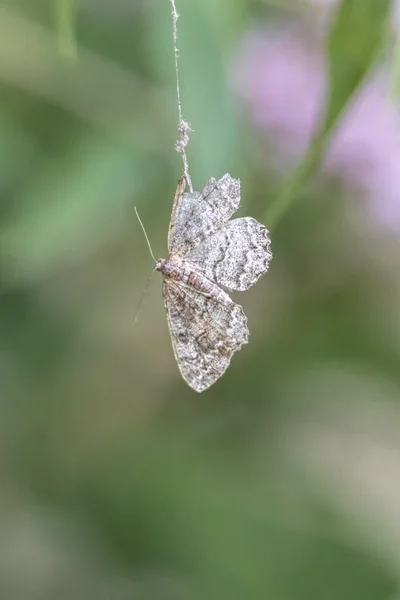 死んだ蝶は蜘蛛の巣でキャッチ — ストック写真