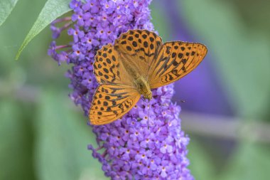 Argynnis Sibel kelebek buddleia üzerinde