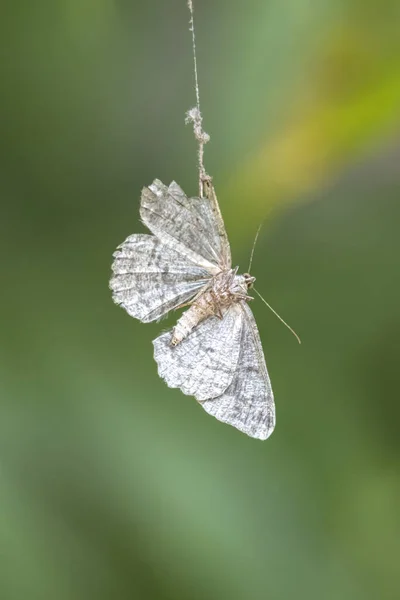 Toter Schmetterling Von Spinnennetz Gefangen — Stockfoto