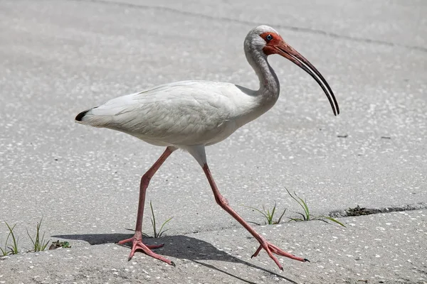 White Ibis Eudocimus Albus Calle — Foto de Stock