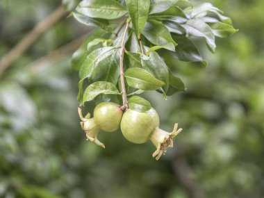 nar ağacı yetişir