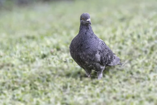 Pigeon Meadow — Stock Photo, Image