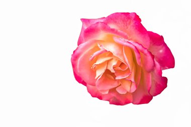 Gül bayram ve Hediyelik