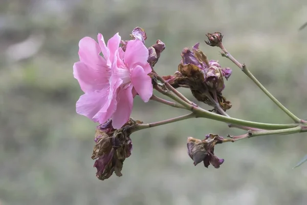 Ροζ Πικροδάφνη Στον Κήπο — Φωτογραφία Αρχείου