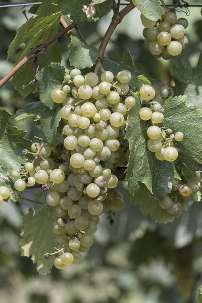 Uva Crece Viñedo Verano — Foto de Stock