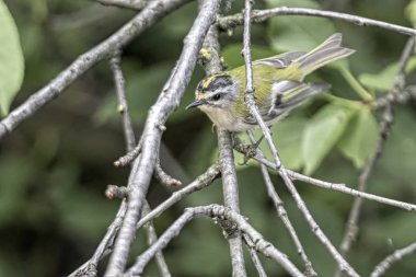 çalı kuşu ignicapilla, ağaç üzerinde ortak firecrest