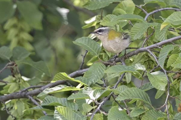 Regulus Ignicapilla Buisson Commun Sur Arbre — Photo