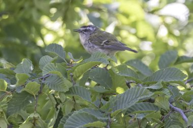 çalı kuşu ignicapilla, ağaç üzerinde ortak firecrest