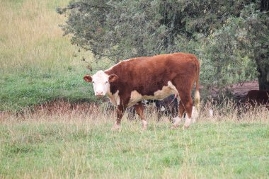 grupta otlatma hereford inek