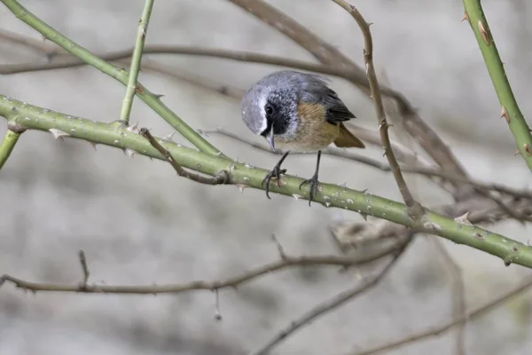 Pajarito Enrojecido Árbol — Foto de Stock