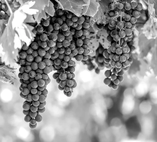 Uva Preta Branca Cresce Vinha — Fotografia de Stock