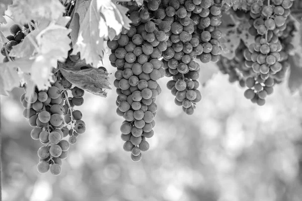 Uva Preta Branca Cresce Vinha — Fotografia de Stock